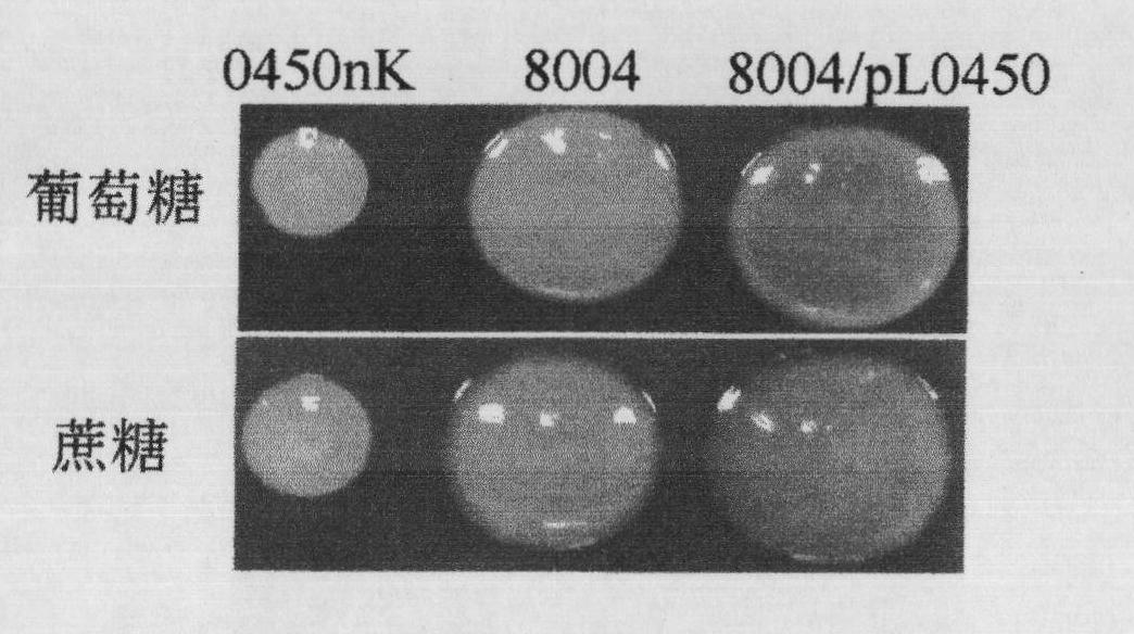 Application of gene for coding 4-hydroxyphenylphruvic acid dioxygenase