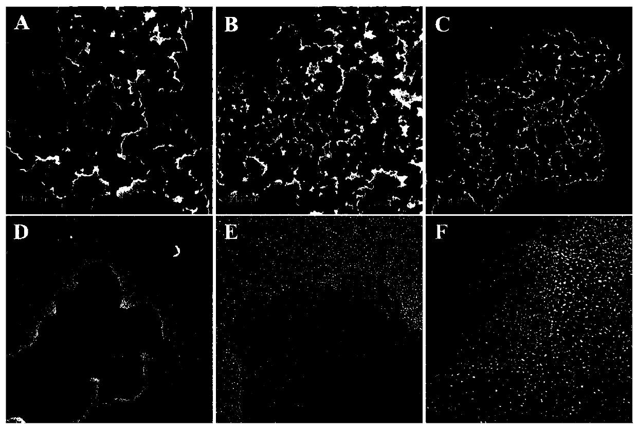 Amorphous Pt nano-catalyst as well as preparation method and application thereof