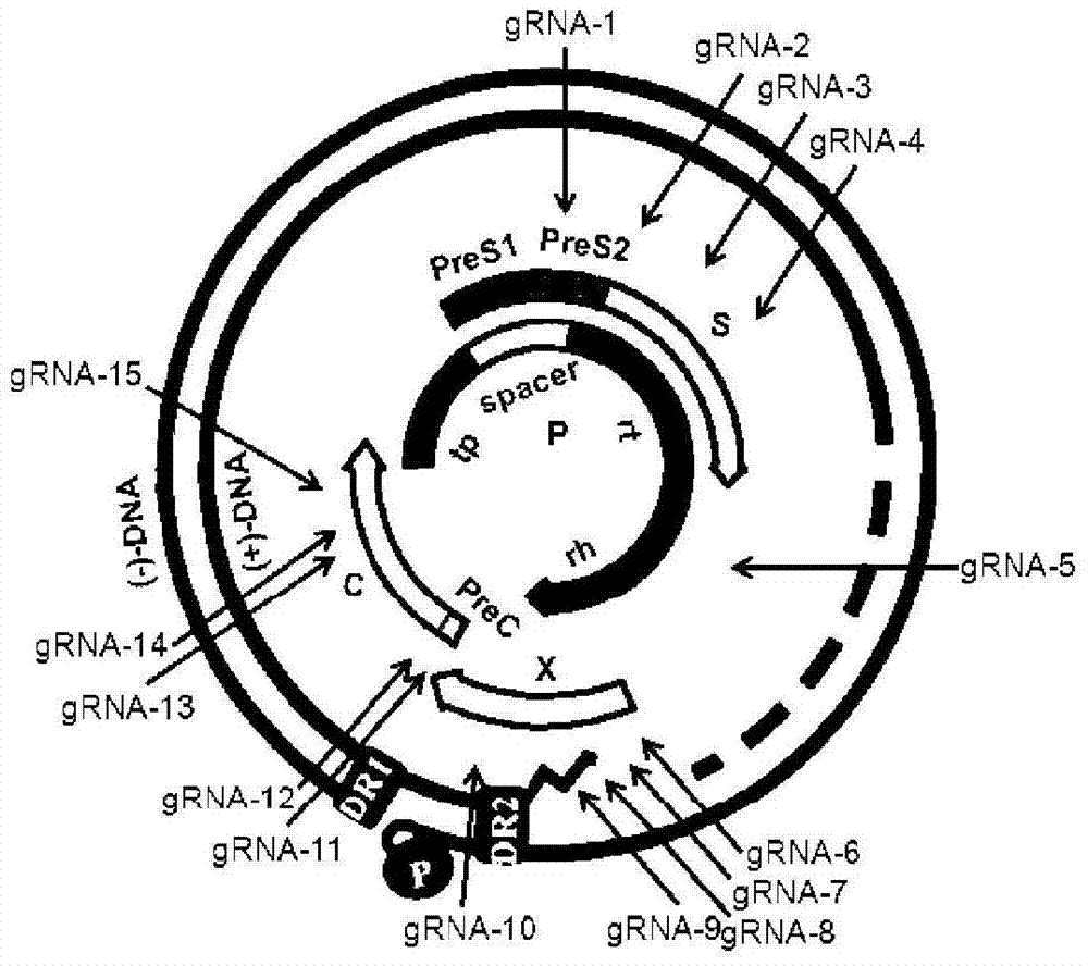 Guide RNA targets for the treatment of hepatitis B virus infection