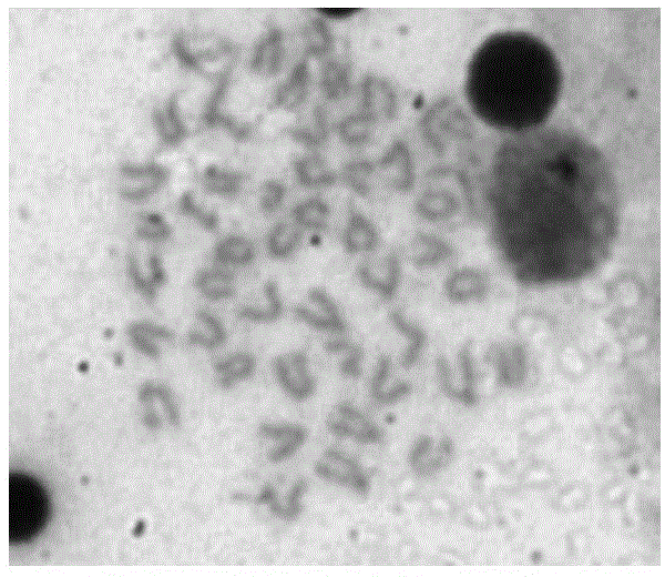 Preparation method of chromosomes of adult epinephelus akaara