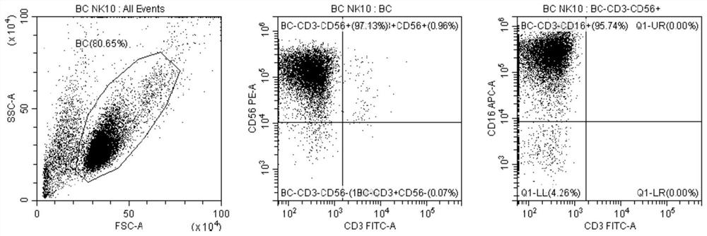 Preparation method of bispecific antibody NK cells, and cells and application thereof