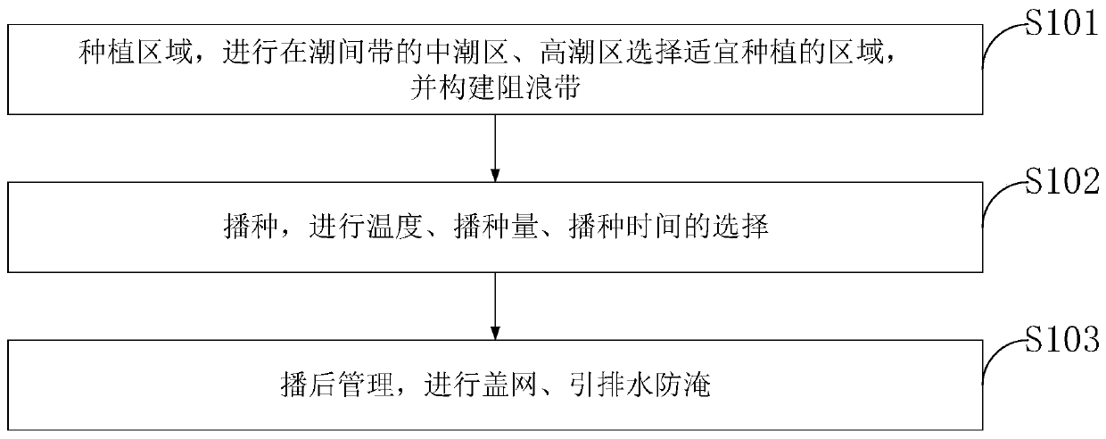 Method for planting suaeda salsa in coastal beach and application