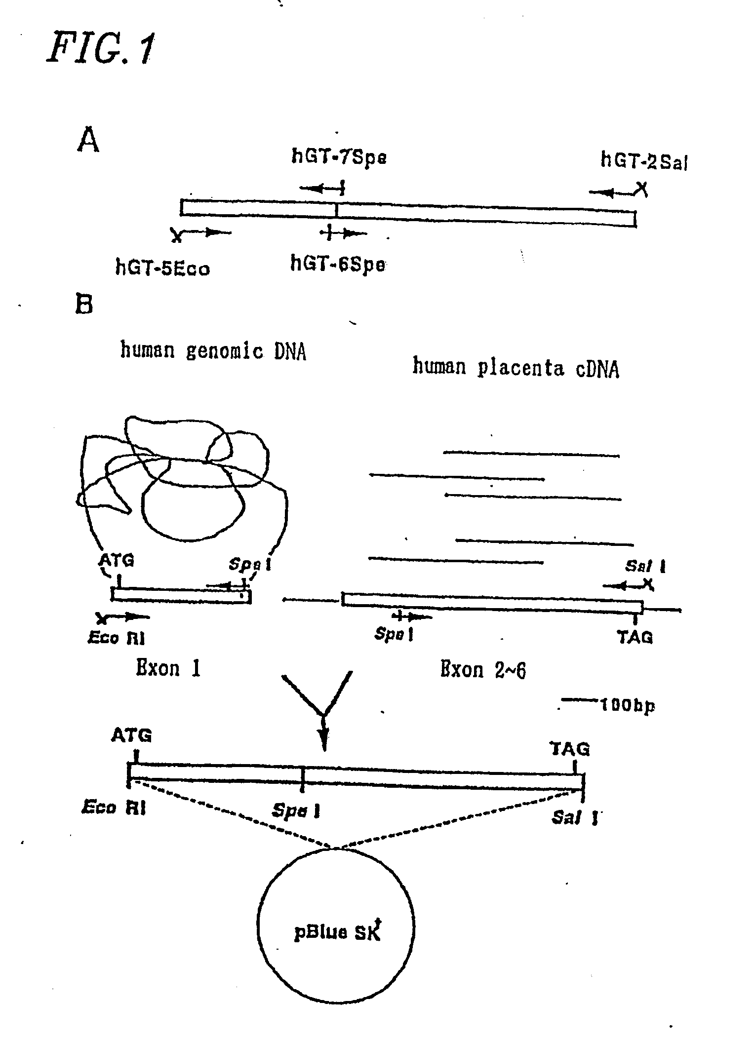 Method For Secretory Production of Glycoprotein Having Human-Type Sugar Chain Using Plant Cell