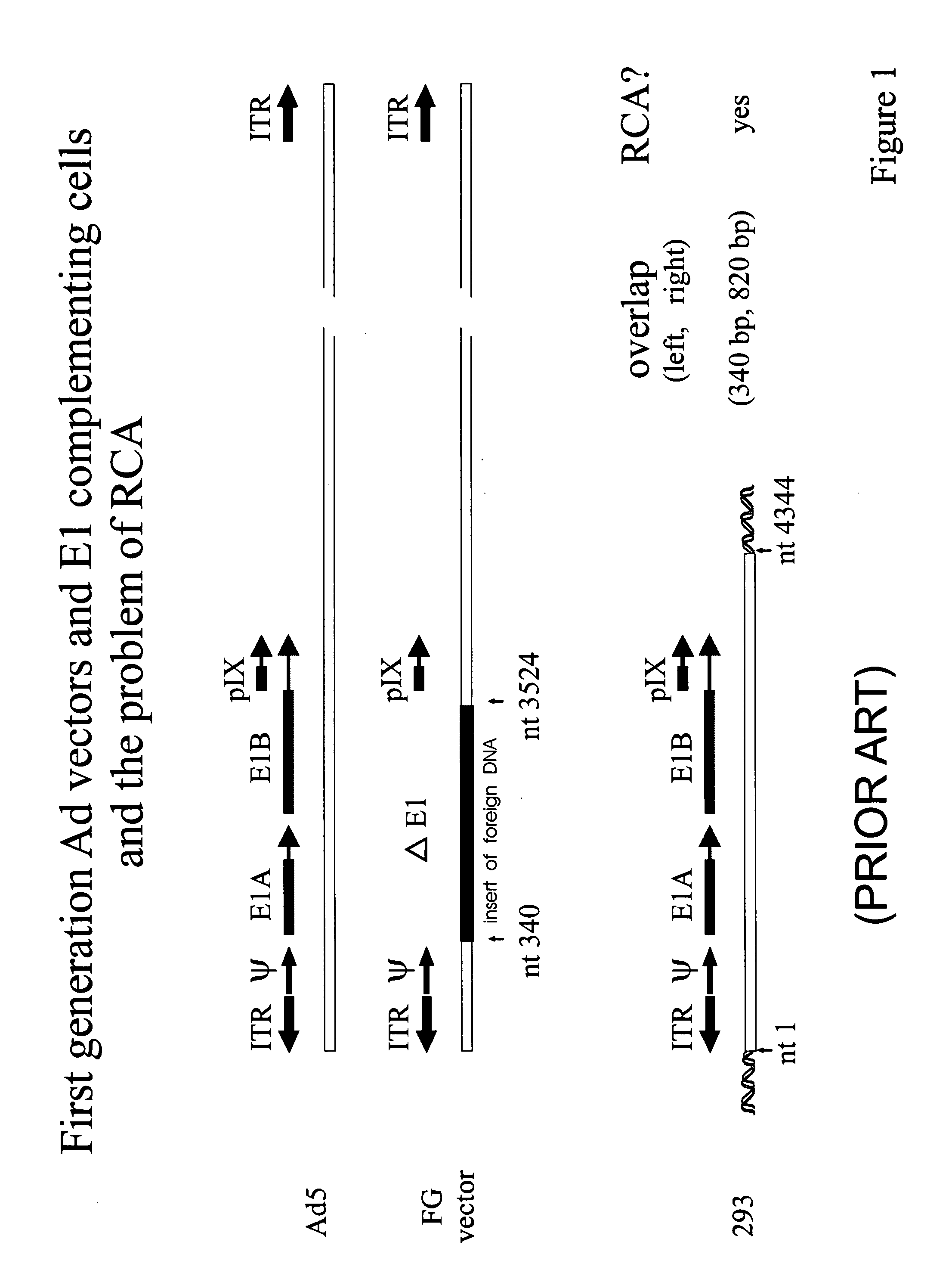 Production of adenovirus vectors with reduced levels of replication competent adenovirus contamination