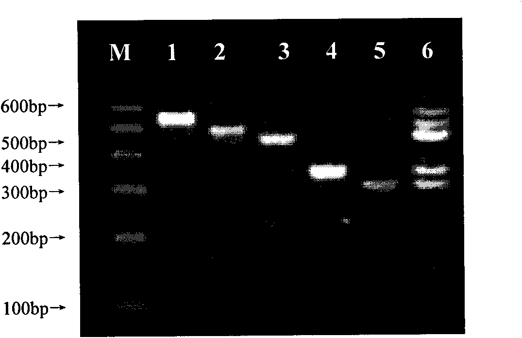 Method for rapidly detecting various viruses of melons