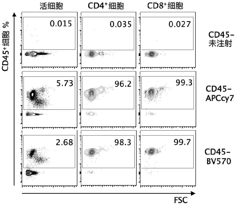 Method for recognizing mouse intravascular and extravascular lymphocytes and application thereof