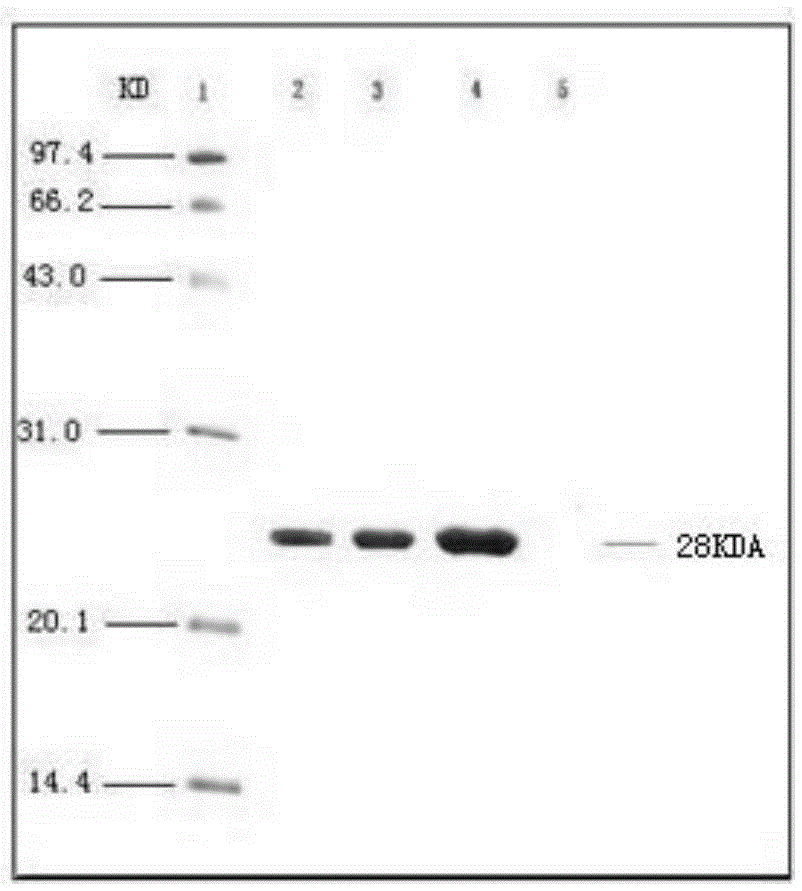 Vaccine composition containing porcine circovirus type 2 antigen and haemophilus parasuis antigen and preparation method and application thereof