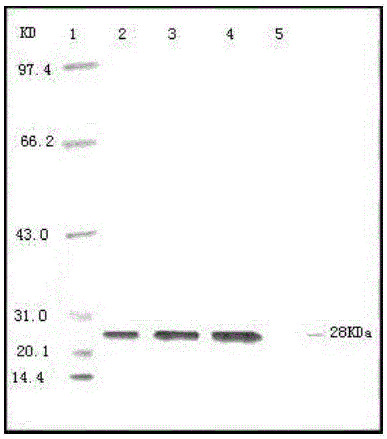 Vaccine composition containing porcine circovirus type 2 antigen and haemophilus parasuis antigen and preparation method and application thereof