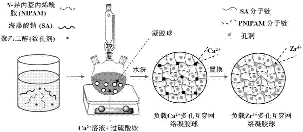 Porous interpenetrating network poly N-isopropylacrylamide/zirconium alginate gel ball, and preparation method and application thereof