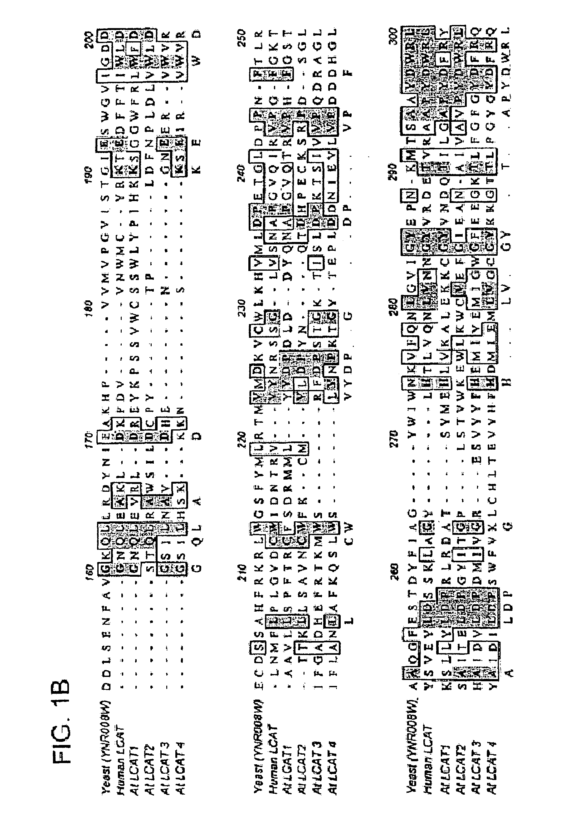 Plant sterol acyltransferases