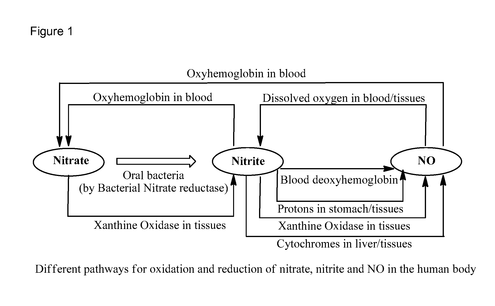 Nitric Oxide Releasing Prodrugs of Therapeutic Agents