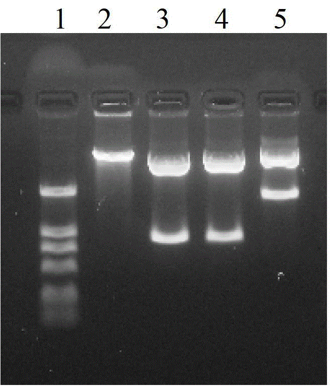 Mycobacterium tuberculosis specific fusion protein vaccine ab and its preparation and application