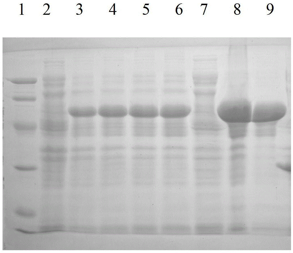 Mycobacterium tuberculosis specific fusion protein vaccine ab and its preparation and application