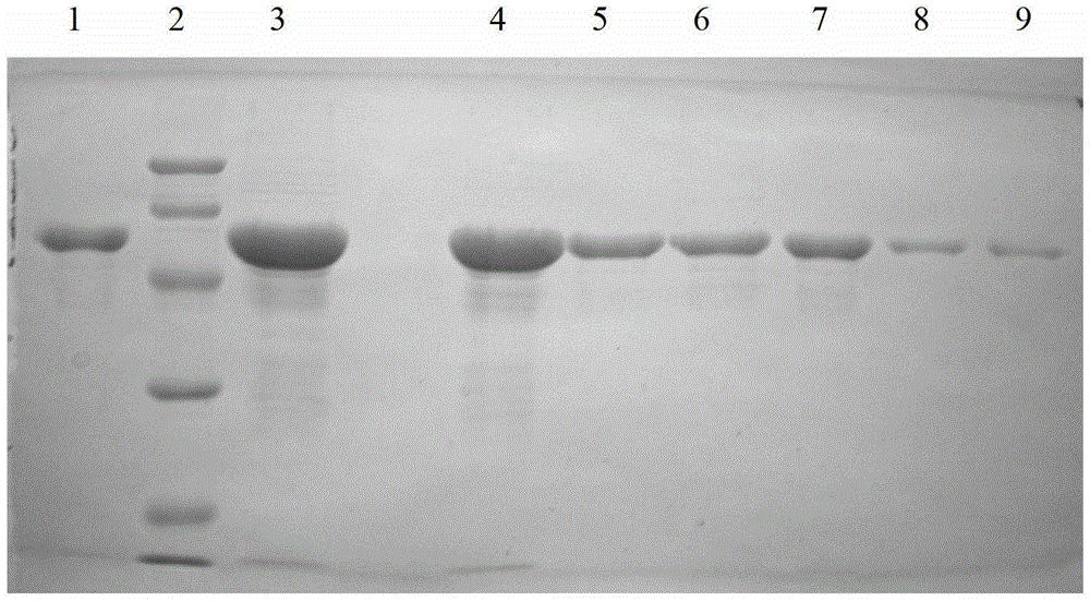 Mycobacterium tuberculosis specific fusion protein vaccine ab and its preparation and application