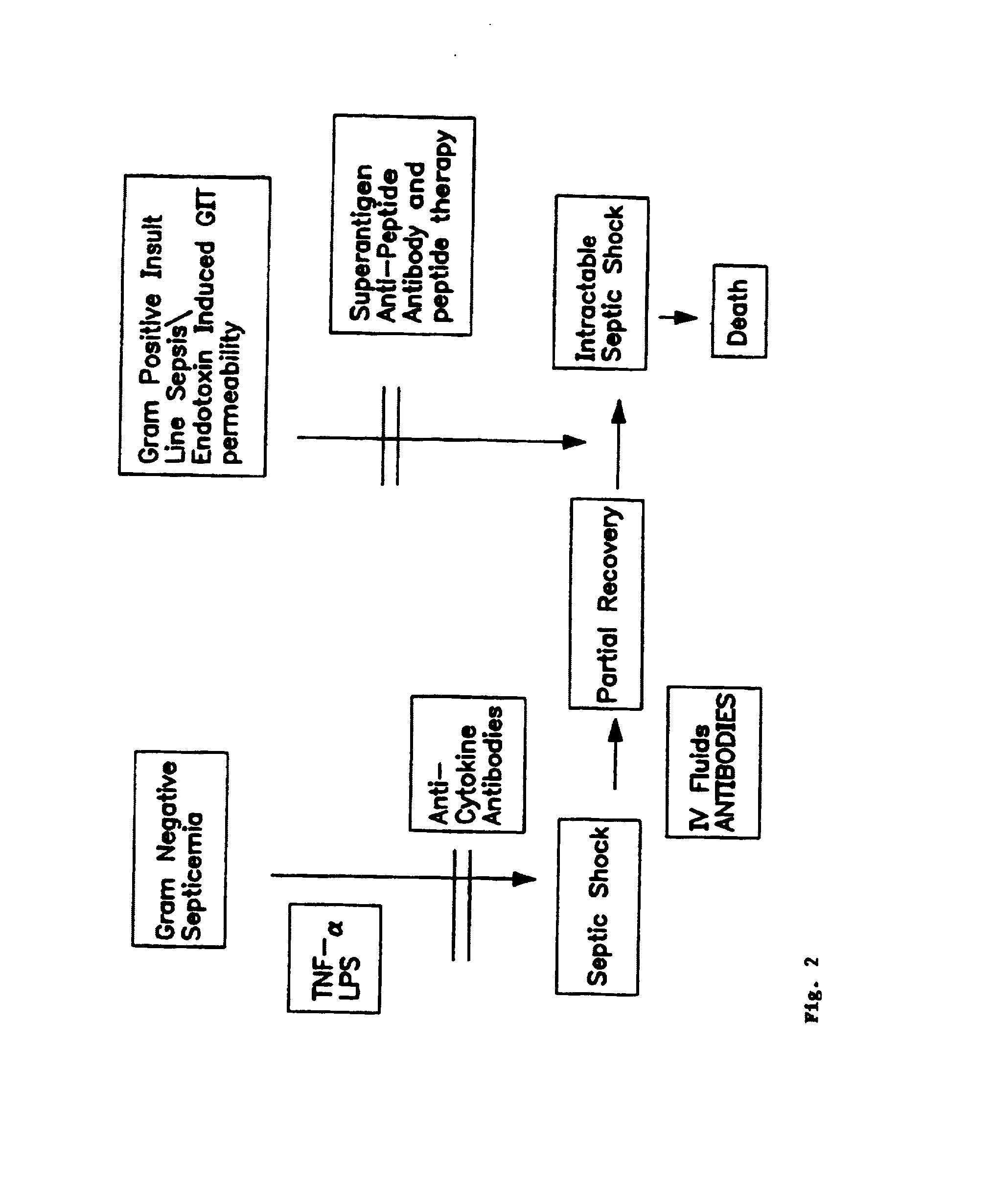 Peptides useful for reducing symptoms of toxic shock syndrome and septic shock