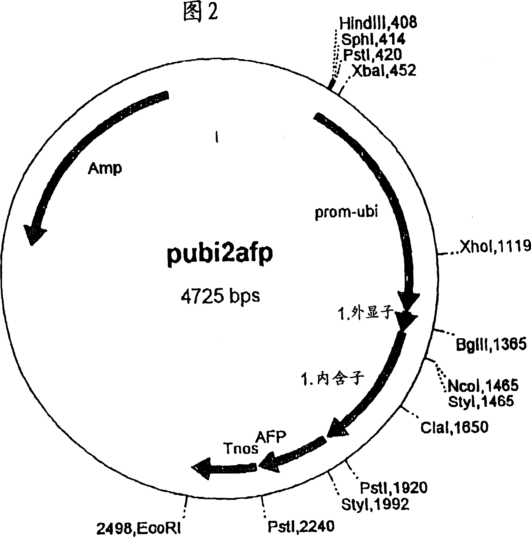 Monocdyledon plant cells and plants which synthesise modified starch