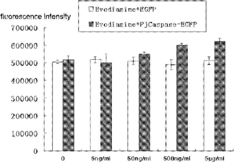 Application of evodiamine in preparation of preparation for resisting white spot syndromevirus