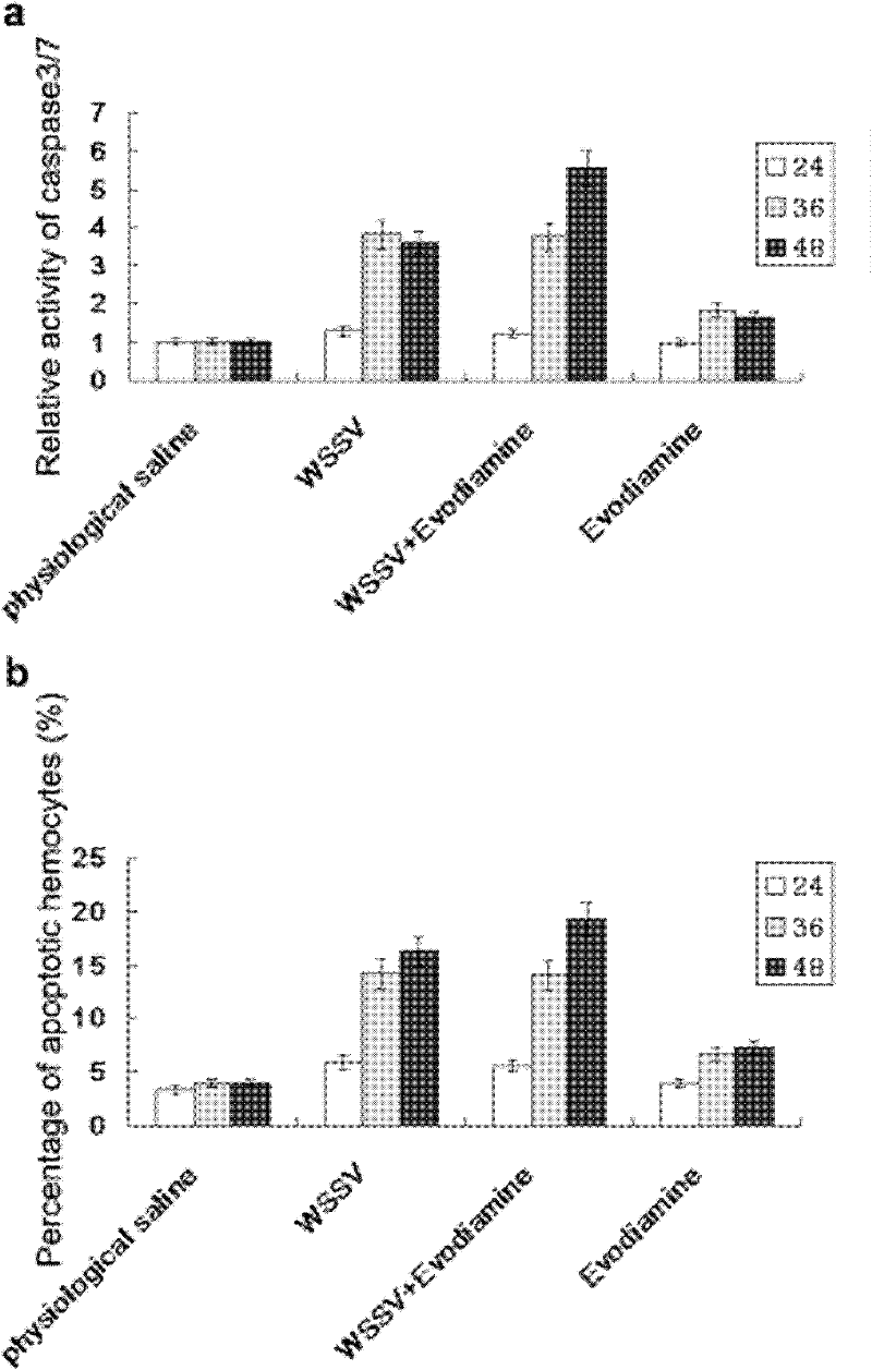 Application of evodiamine in preparation of preparation for resisting white spot syndromevirus