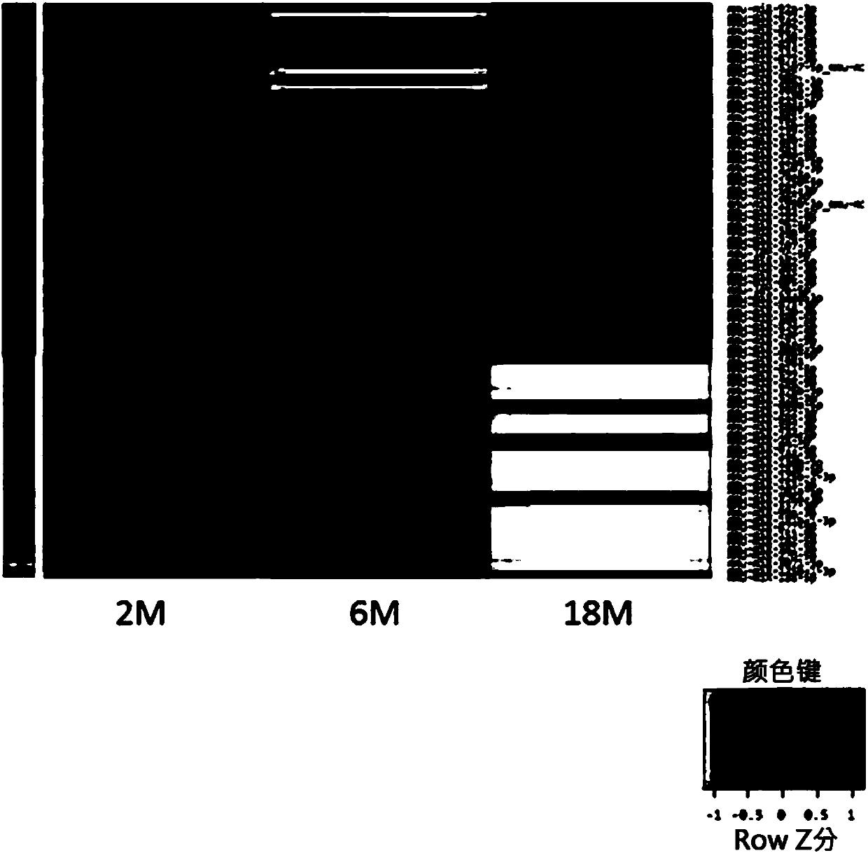 Method for determining decrease in functions of hippocampus by using correlation between micro RNA and NMDA receptor, method for inhibiting decrease in functions, and method for screening for inhibitors of decrease in functions