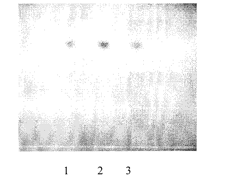 Method for extracting shelled cedar seed oil and daucosterol from shelled cedar seed