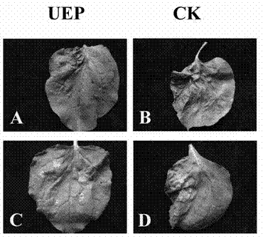 Plant disease-resistant regulation and control gene UEP and application thereof