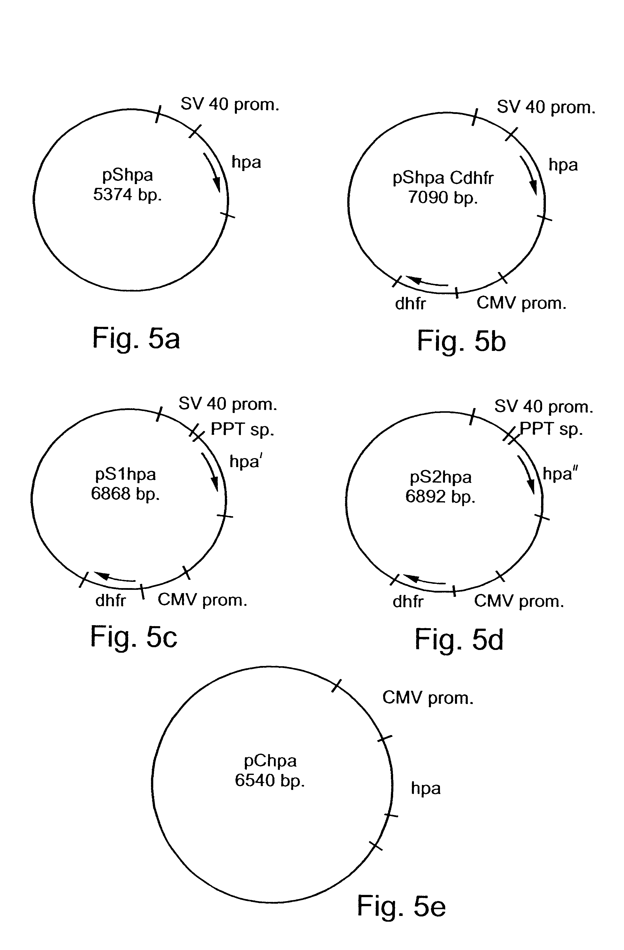 Genetically modified cells and methods for expressing recombinant heparanase and methods of purifying same