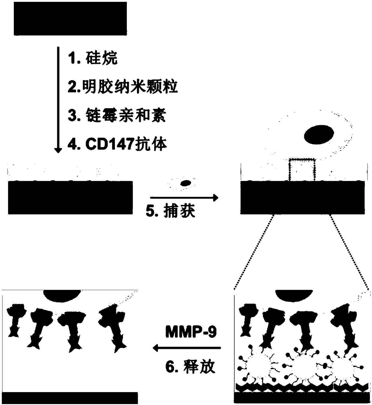 Method for capturing and identifying fetal nucleated red blood cells in a microfluidic chip