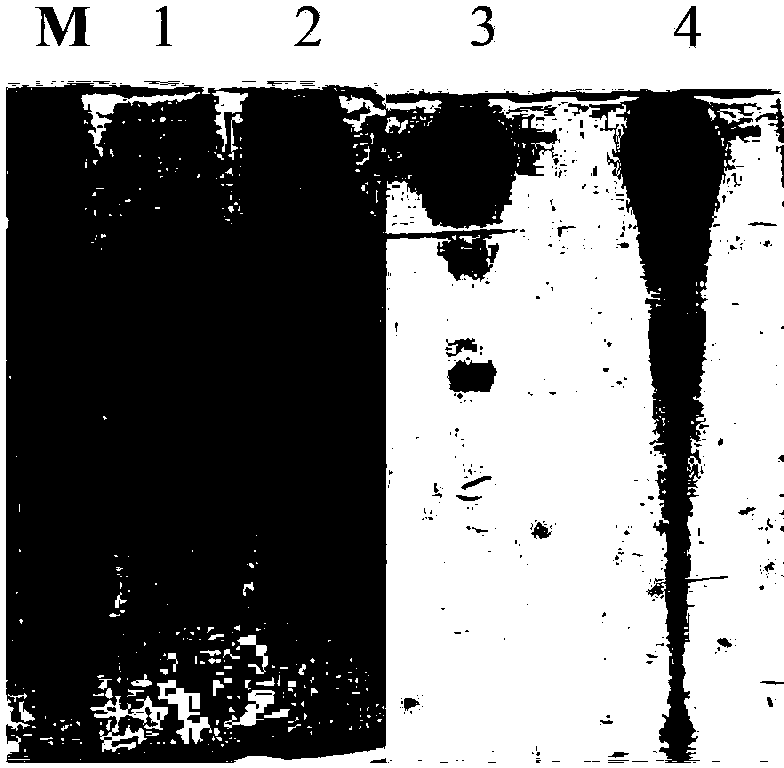 Anti-CD20 antibody-monomethyl auristatin E conjugate, preparation method and application thereof