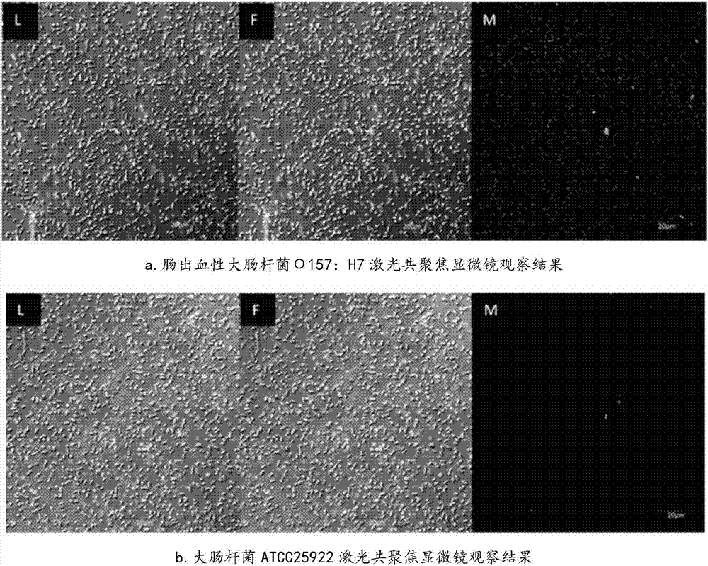 Specific nucleic acid aptamer and application