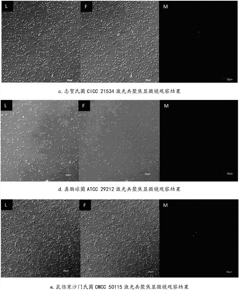 Specific nucleic acid aptamer and application