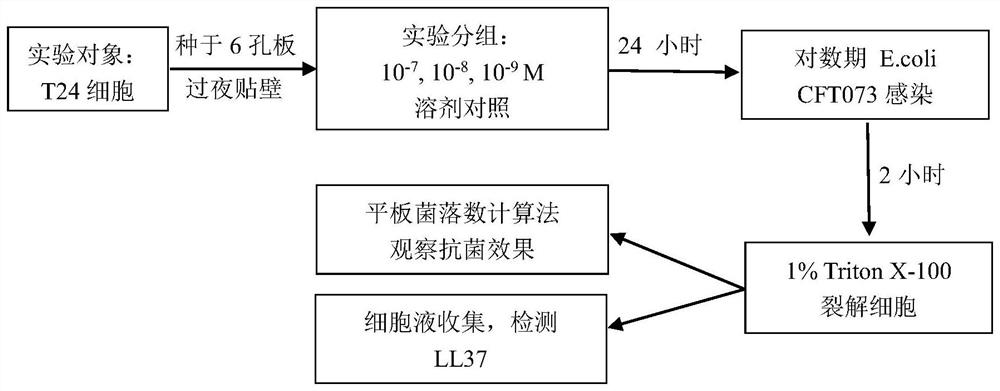 Antibacterial application of vitamin D and composition thereof