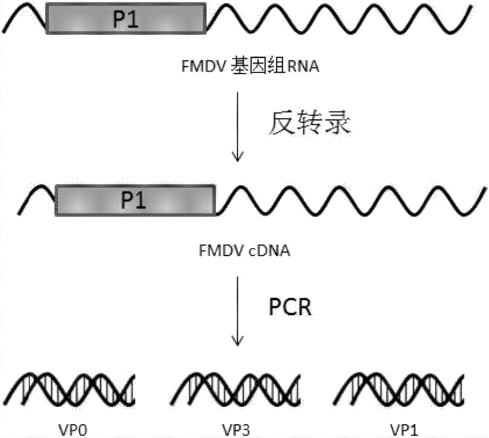 Foot and mouth disease virus recombinant virus sample particle as well as preparation method and application thereof