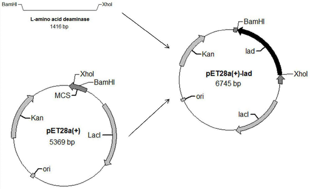 Method for producing alpha-ketoisocaproate by whole-cell transformation