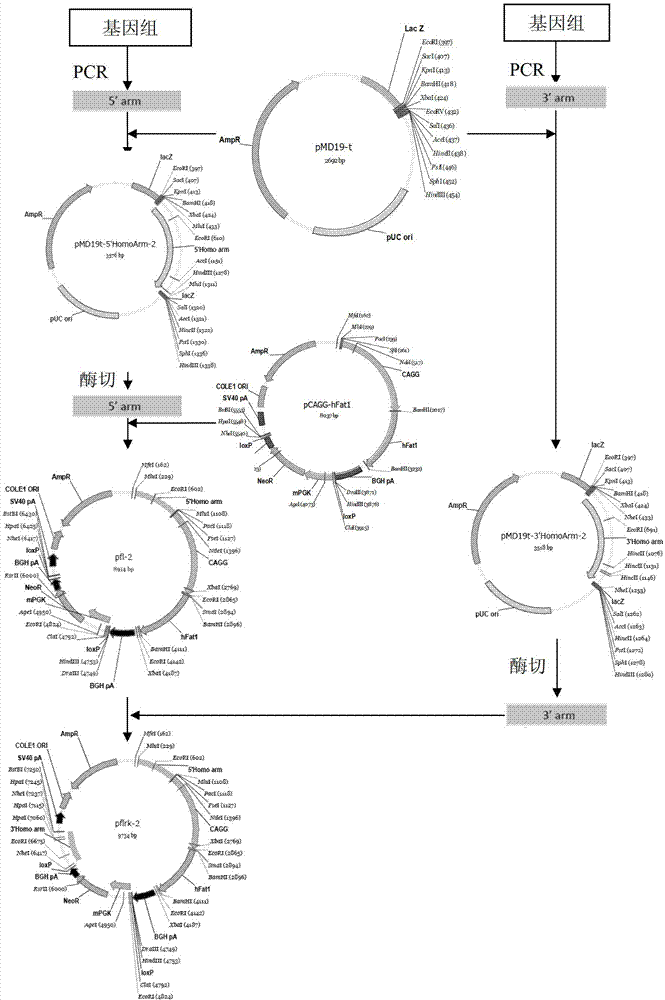 Method for knocking out ZFNs (zinc finger nucleases)-mediated bovine MSTN (myostatin) gene and integrating exogenous gene at fixed point