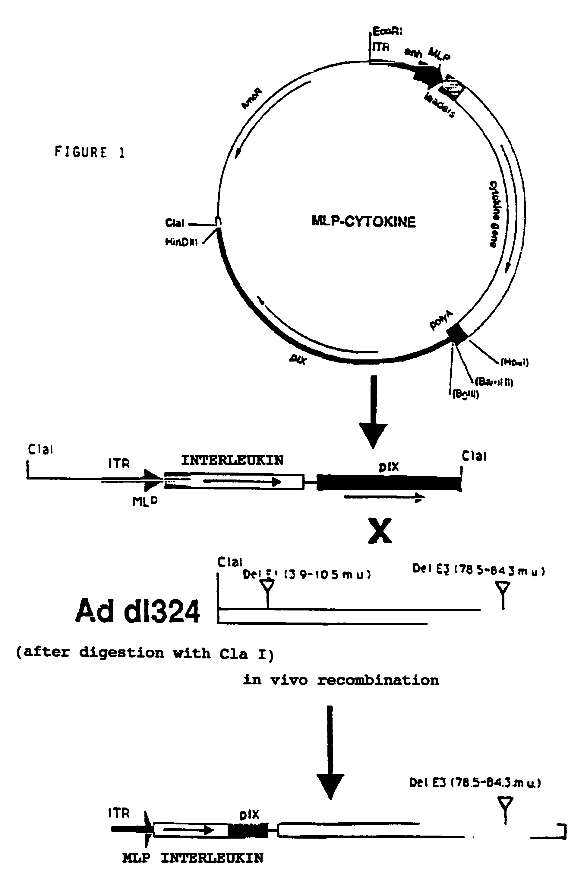 Defective recombinant adenoviruses expressing cytokines for antitumor treatment