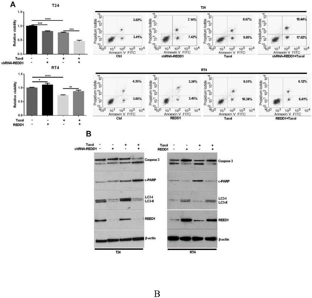 Application of miR-22 in preparation of bladder cancer chemosensitization treatment drugs as target site