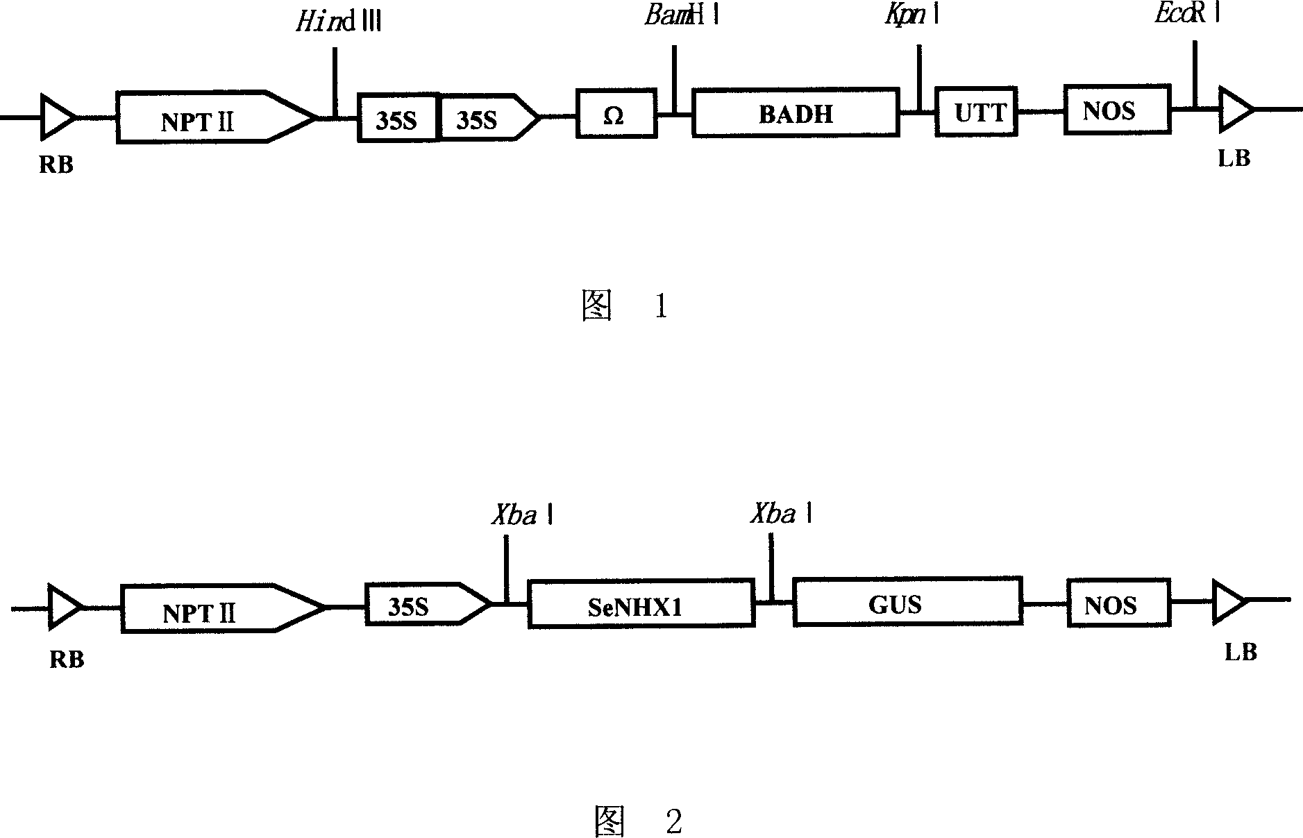 Method for improving stress resistance of plant