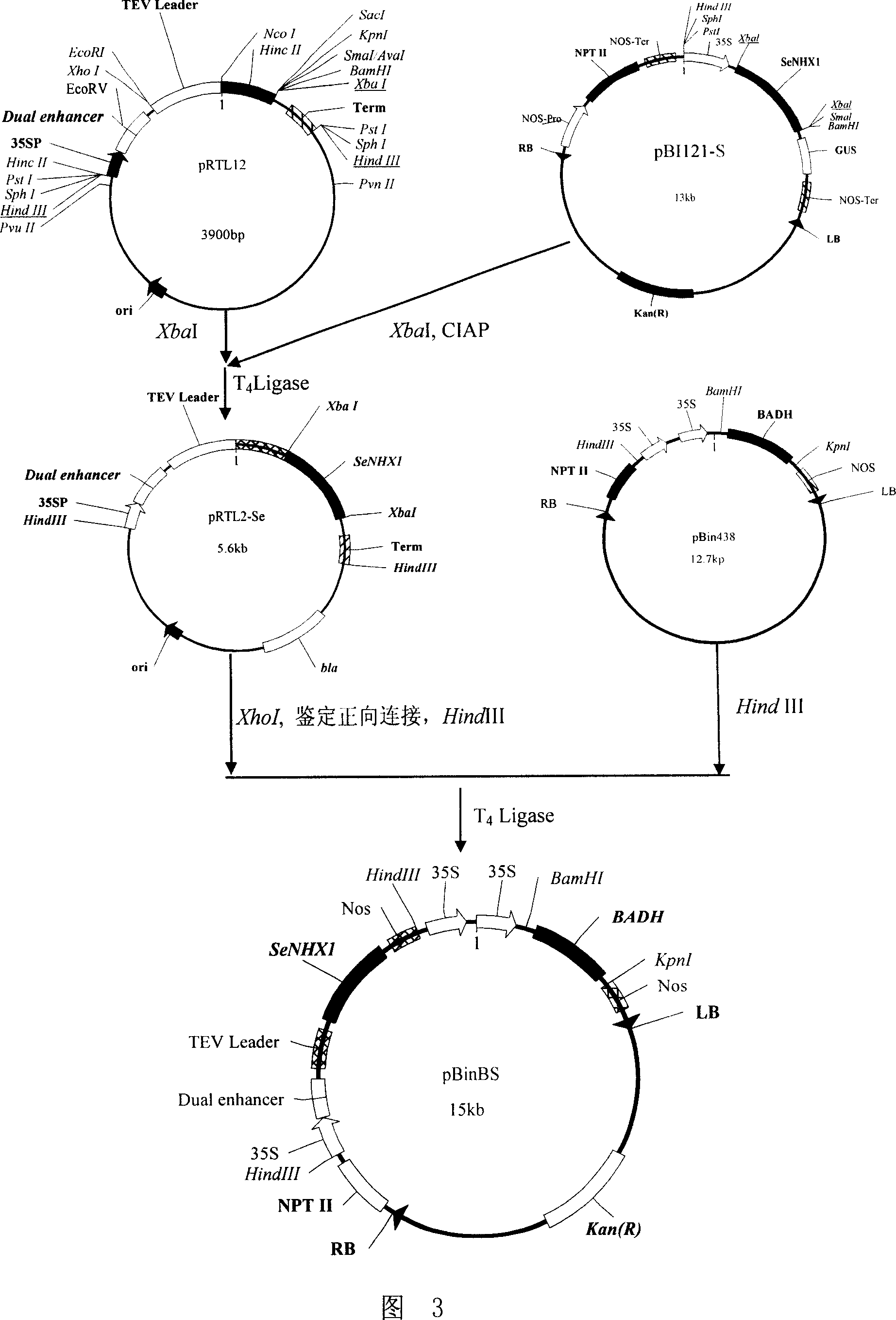 Method for improving stress resistance of plant