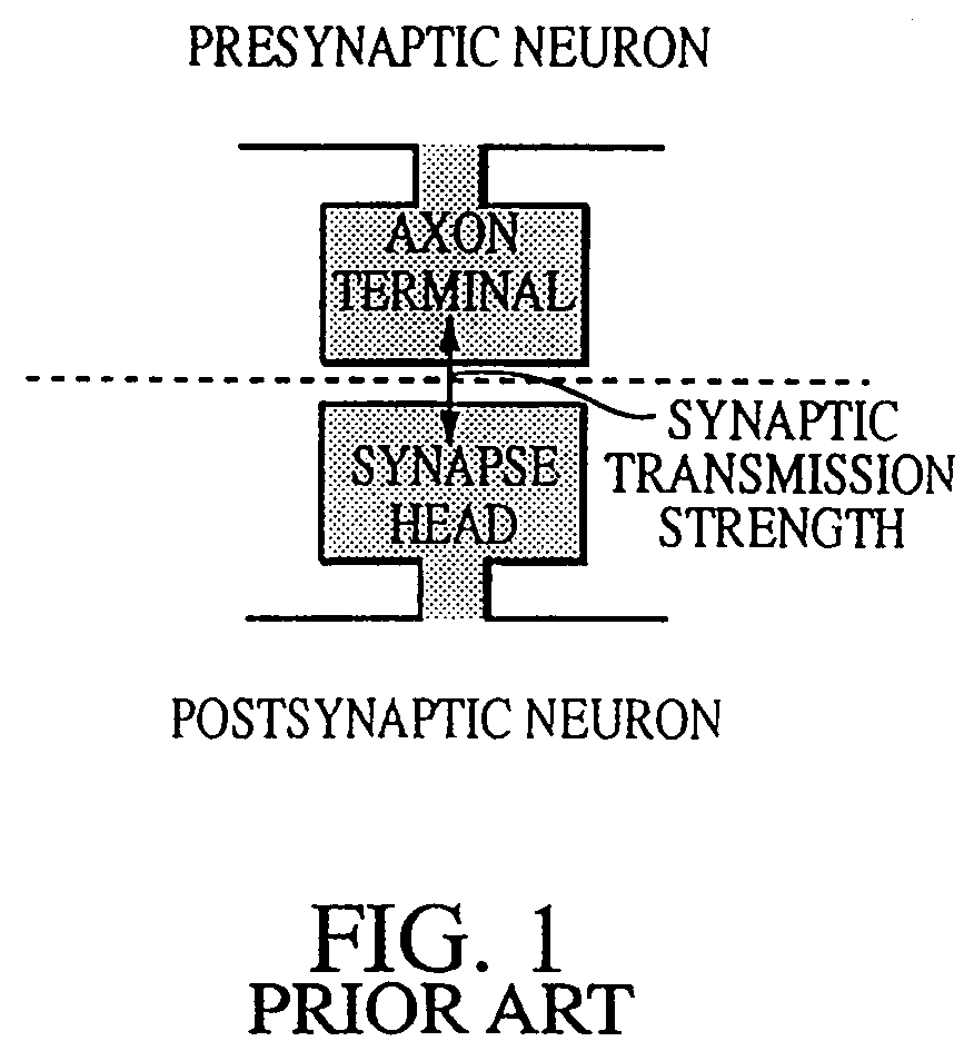 Hebbian synapse circuit