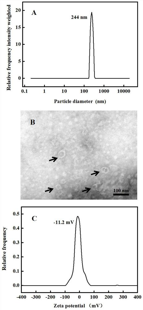 A cucumber exosome-like vesicle containing cucurbitacin b as an anticancer drug