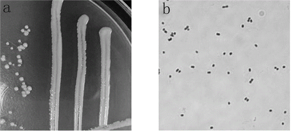 Paracoccus and application thereof for degrading resorcinol