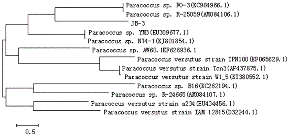 Paracoccus and application thereof for degrading resorcinol