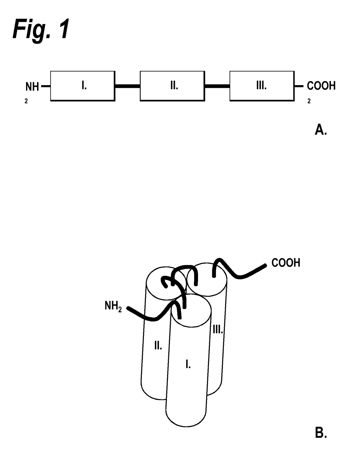 Single-chain trail-receptor agonist proteins