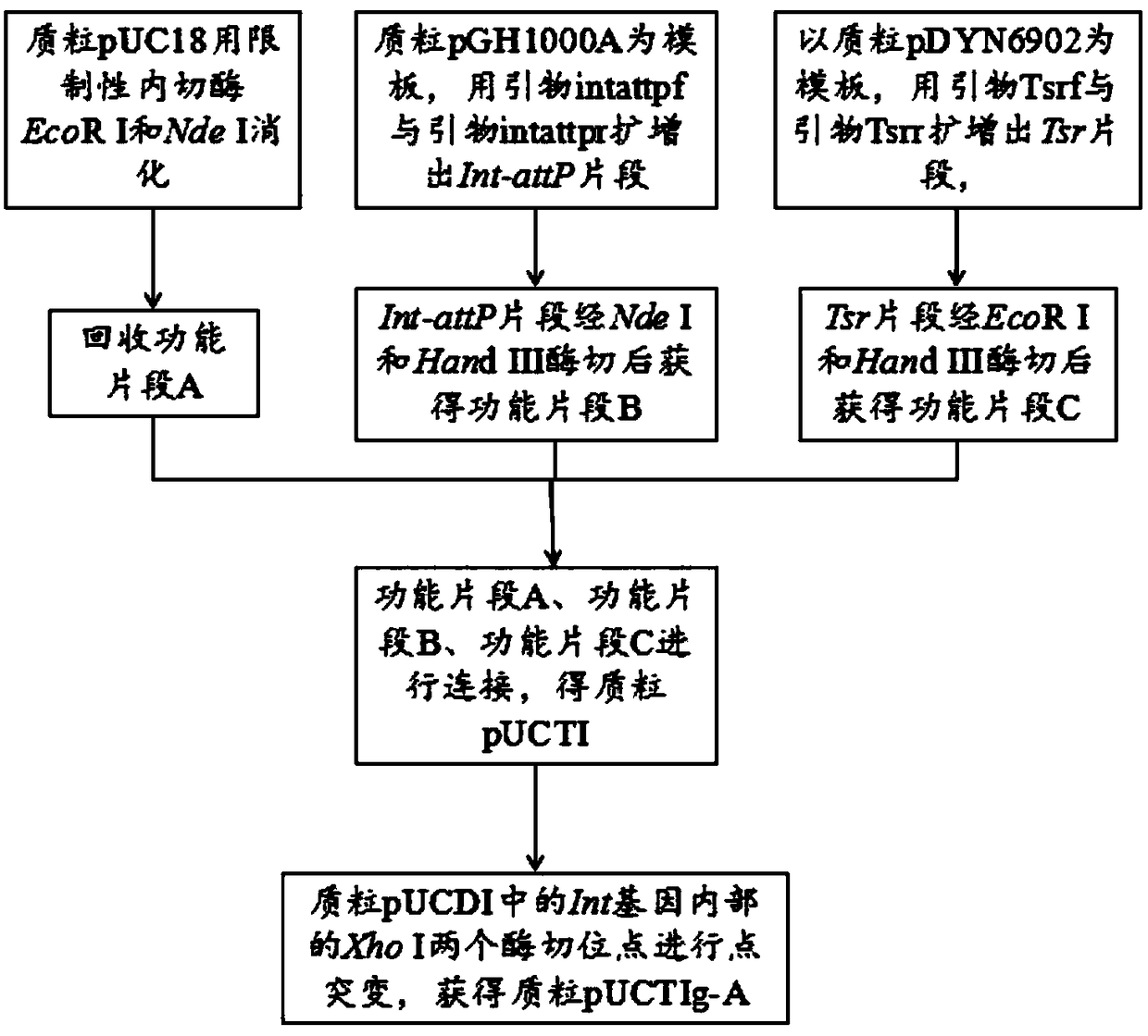 Spontaneously lighting kansas mycobacterium and construction method thereof