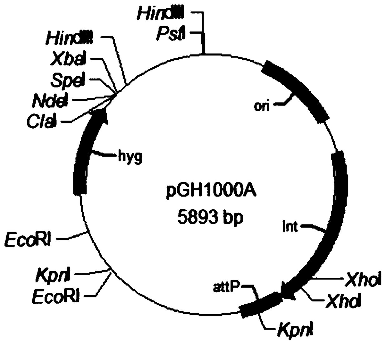 Spontaneously lighting kansas mycobacterium and construction method thereof