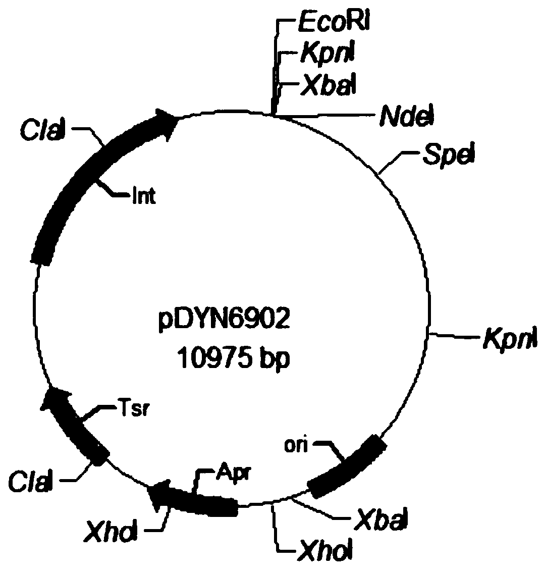 Spontaneously lighting kansas mycobacterium and construction method thereof