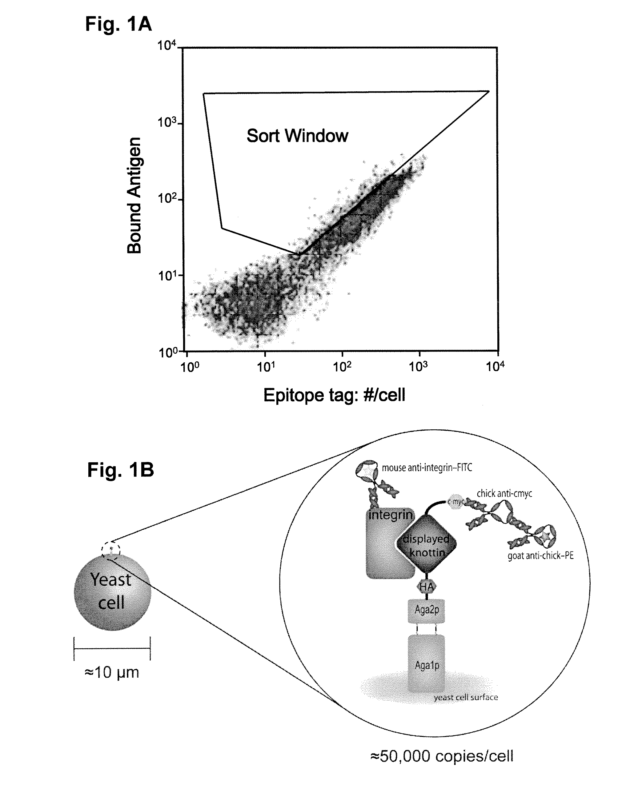 Engineered Integrin Binding Peptides