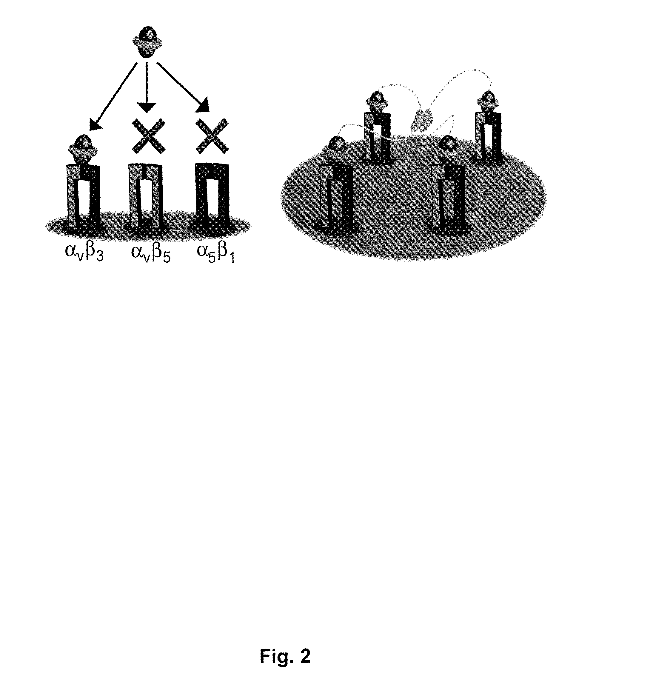 Engineered Integrin Binding Peptides