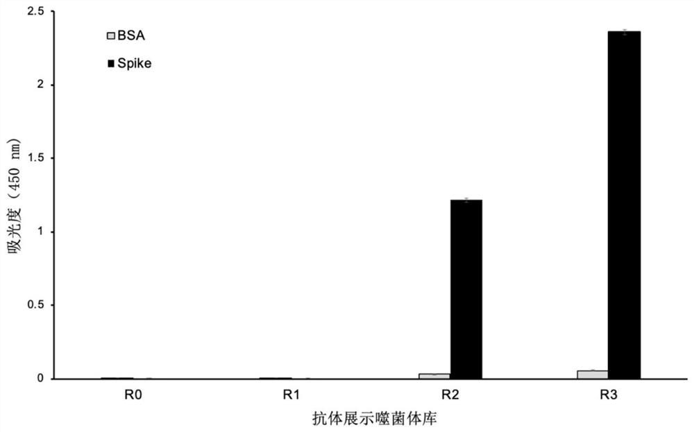 Phage display antibody library and monoclonal antibody against new coronavirus sars-cov-2 obtained based on its panning