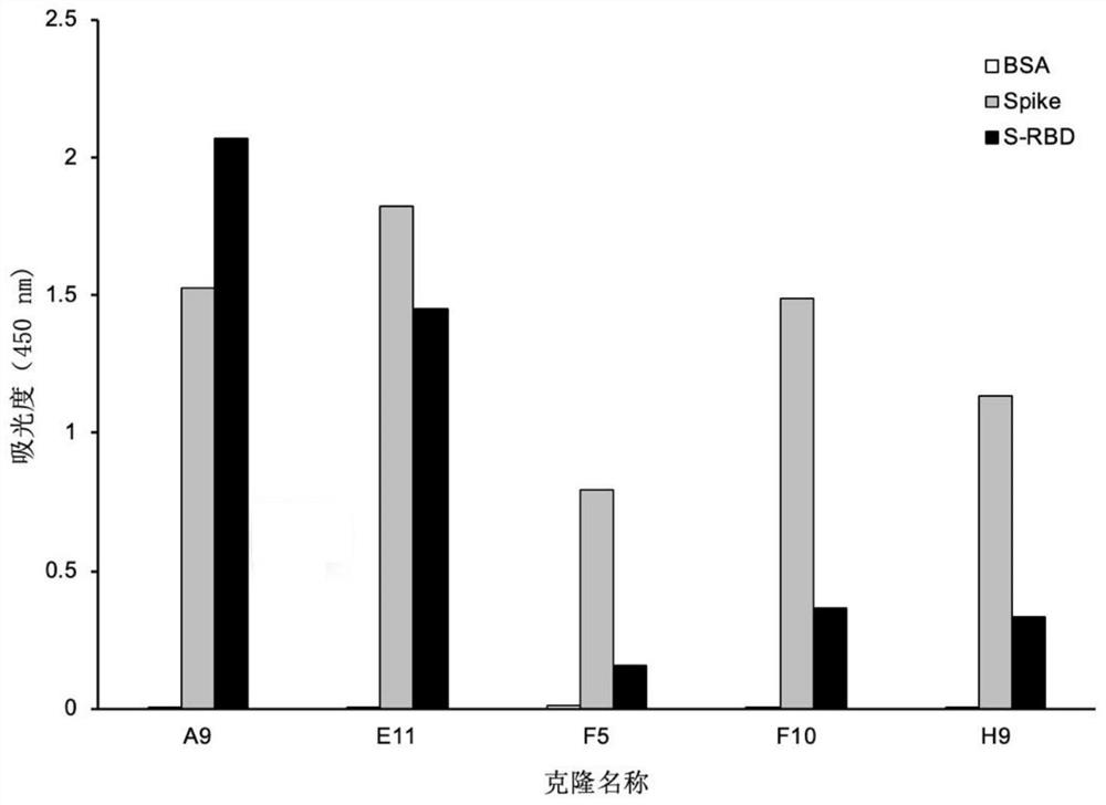 Phage display antibody library and monoclonal antibody against new coronavirus sars-cov-2 obtained based on its panning